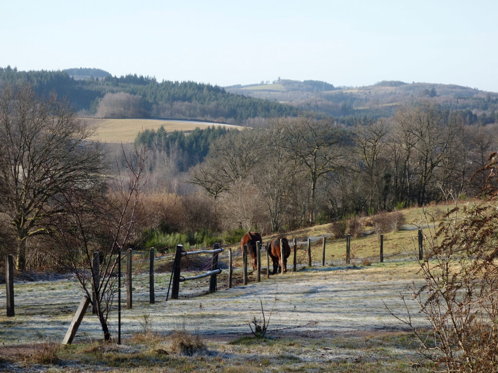 photo du Morvan paysage d'hiver, deux chevaux, légère gelée blanche